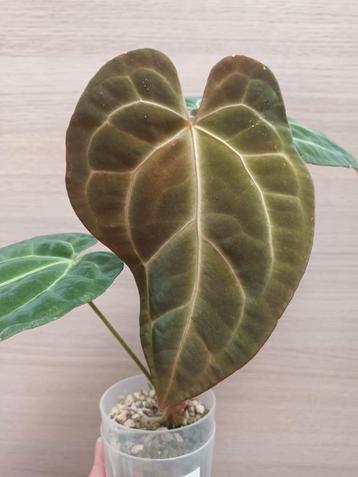 Anthurium dark crystallinum x papillilaminum  beschikbaar voor biedingen