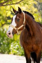 LeMieux Versailles Halster Velvet Mimosa Cob SALE -25%!, Dieren en Toebehoren, Ophalen of Verzenden, Nieuw, Overige soorten