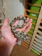 0.1 wild kleur 100% het snow, Dieren en Toebehoren, Reptielen en Amfibieën, Slang, Tam, 0 tot 2 jaar