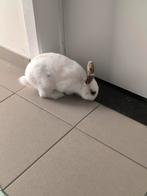 Dwergkonijn mannetje, Dieren en Toebehoren, Mannelijk, 0 tot 2 jaar