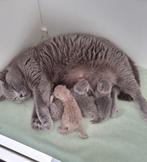 Brits korthaar kittens van kampionen lijnen met stamboom, Dieren en Toebehoren, Katten en Kittens | Raskatten | Korthaar, Meerdere dieren