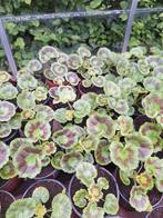 Geranium (Pelargonium) met rode bloemen, Tuin en Terras, Ophalen