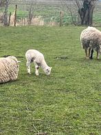 Vlaams schaap lammeren te koop, Dieren en Toebehoren, Schaap