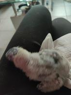 Lorybaby v d blauwe bergen, Dieren en Toebehoren, Mannelijk, Papegaai, Pratend