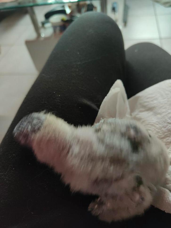 Lorybaby v d blauwe bergen, Dieren en Toebehoren, Vogels | Parkieten en Papegaaien, Papegaai, Mannelijk, Pratend, Tam, Geringd