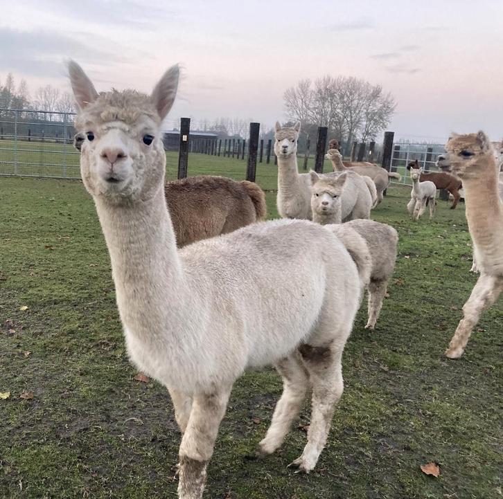 alpaca merrie 18 maanden, Dieren en Toebehoren, Schapen, Geiten en Varkens, 0 tot 2 jaar