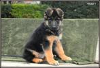 Prachtige Duitse Herder pups, Dieren en Toebehoren, Honden | Herdershonden en Veedrijvers, België, CDV (hondenziekte), 8 tot 15 weken