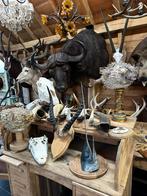 Top curiosa jachttrofee taxidermie opgezette 24 foto’s, Ophalen of Verzenden