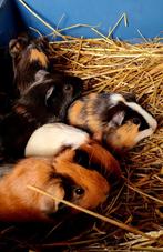 Jonge cavia's te koop, Dieren en Toebehoren, Knaagdieren, Cavia, Meerdere dieren