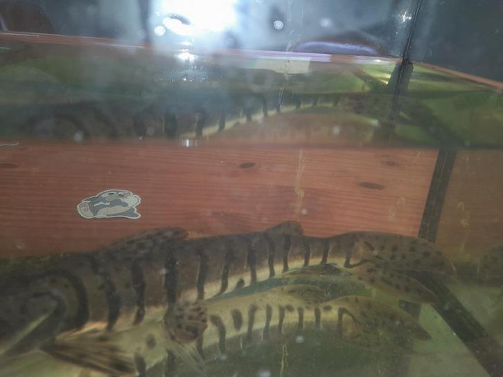 Tijger Spatelmeerval, Dieren en Toebehoren, Vissen | Aquariumvissen, Zoetwatervis, Vis