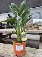 Strelitzia Reginae - Paradijsvogelbloem, Ophalen