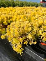 Sedum hybride ‘Lemon Ball’ P10,5 cm, Tuin en Terras, Planten | Tuinplanten, Ophalen, Vaste plant, Bodembedekkers, Volle zon