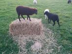 Ouessant lammetjes - ram lammetjes, Dieren en Toebehoren, Schapen, Geiten en Varkens, Schaap