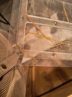 Wandelende takken, Dieren en Toebehoren, Wandelende tak