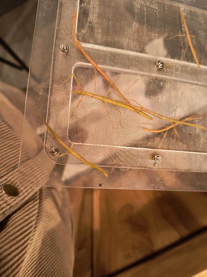 Wandelende takken, Animaux & Accessoires, Insectes & Araignées, Phasme