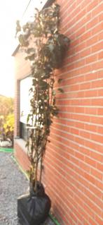 FORSE LAAGSTAM APPELAARS, oa JONAGOLD (8€/Stuk, 2 voor 15€), Tuin en Terras, Ophalen of Verzenden, Lente, Vaste plant, Fruitplanten