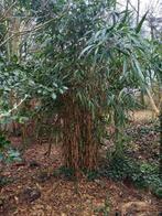 Bambou, Tuin en Terras, Planten | Tuinplanten, Ophalen, Overige soorten