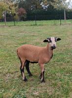 Kameroen ram schaap te koop, Dieren en Toebehoren