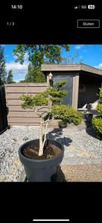 Vormboom, Tuin en Terras, Planten | Bomen, Overige soorten, 100 tot 250 cm, Zomer, Ophalen