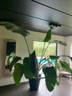 Paradijsvogelplant, Maison & Meubles, Plantes d'intérieur, En pot, Plante verte, 200 cm ou plus, Enlèvement