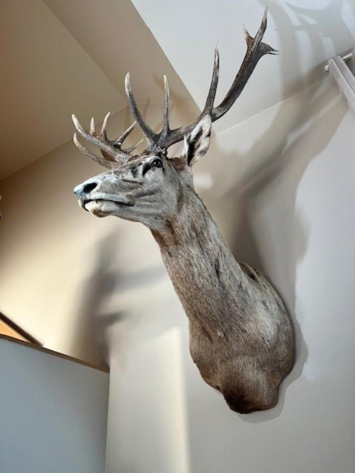 Edelhert, Antiek en Kunst, Curiosa en Brocante, Ophalen