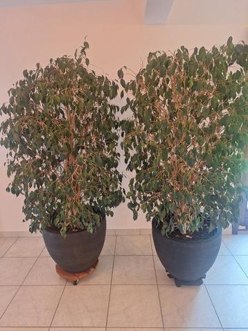Pour cause déménagement 2 ficus 150 cm, Plante verte, Enlèvement, Ficus, 150 à 200 cm