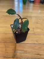 Philodendron pink princess, Huis en Inrichting, Kamerplanten, Ophalen