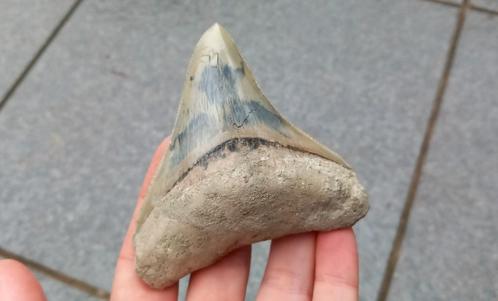 Prachtig gekleurde Megalodon haaientand fossiel, Verzamelen, Mineralen en Fossielen, Fossiel, Ophalen of Verzenden