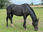 Goede thuis gezocht : Merrie : weide, therapie, knuffelbeer, Merrie, Z, Dressuurpaard, 170 tot 175 cm