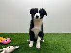 Border Collie pups, Dieren en Toebehoren, België, CDV (hondenziekte), 8 tot 15 weken, Collie