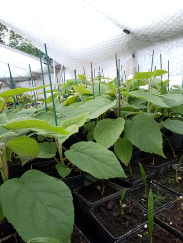 kiwi planten beschikbaar voor biedingen