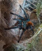 Diverse vogelspinnen, Dieren en Toebehoren, Insecten en Spinnen, Spin of Schorpioen