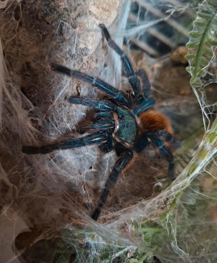 Diverse vogelspinnen, Dieren en Toebehoren, Insecten en Spinnen, Spin of Schorpioen