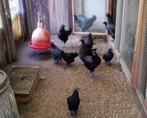 Ayam cemani hennen en hanen, Animaux & Accessoires, Poule ou poulet, Plusieurs animaux