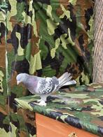 Turkse takla duif, Dieren en Toebehoren, Vogels | Duiven