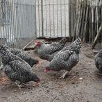 Hennen Izegemse Koekoek, Dieren en Toebehoren, Pluimvee