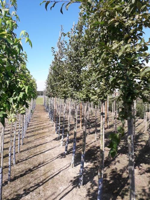 Haagbeuk / Carpinus betulus hoogstam, Jardin & Terrasse, Plantes | Arbres, Printemps, Enlèvement