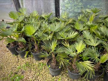 Lot van 25 palmbomen. Trachycarpus Wagnerianus zelf uit pit 