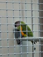 GEVRAAGD 1-1 bonte boeren, Dieren en Toebehoren, Meerdere dieren, Papegaai, Geringd