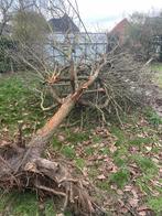 Gratis boom, Tuin en Terras, Brandhout, Ophalen