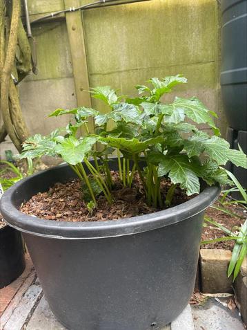 Acanthus mollis - grote moederplant beschikbaar voor biedingen