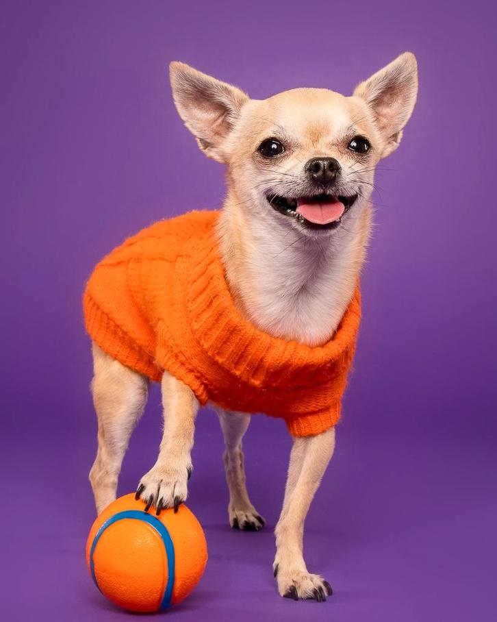 Colorama papieren fotoachtergrond — Royal Purple, Audio, Tv en Foto, Fotografie | Fotopapier, Zo goed als nieuw, Ophalen of Verzenden