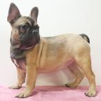 Franse Bulldog - pups te koop, CDV (hondenziekte), Meerdere, Meerdere dieren, Buitenland