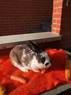 Konijn, Dieren en Toebehoren