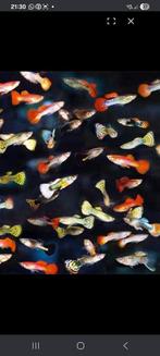 Wegens stopzetting, prachtige guppy's aan 0,50 cent!, Dieren en Toebehoren, Vissen | Aquariumvissen