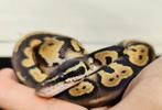 Blackhead pastel 100% het. DG Koningspython, Dieren en Toebehoren, Reptielen en Amfibieën, Slang, Tam, 0 tot 2 jaar