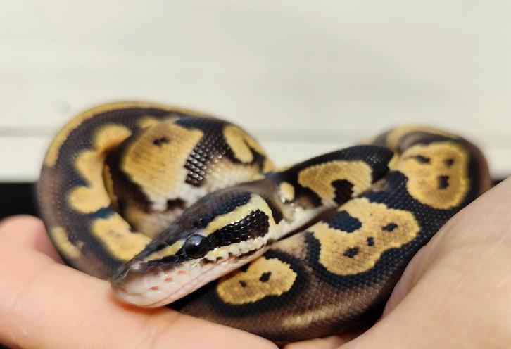 Blackhead pastel 100% het. DG Koningspython, Dieren en Toebehoren, Reptielen en Amfibieën, Slang, 0 tot 2 jaar, Tam