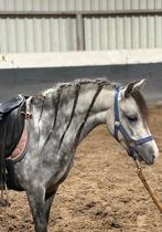 Lieve 4 jarige Welsh a merrie met vol papier, Merrie, Gechipt, Zadelmak, A pony (tot 1.17m)