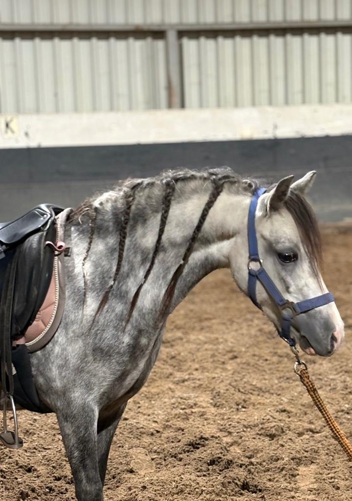 Lieve 4 jarige Welsh a merrie met vol papier, Animaux & Accessoires, Poneys, Jument, Débourré, Poney A (jusqu'à 1.17 m), 3 à 6 ans