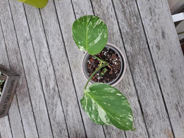 kamerplanten en stekjes, Huis en Inrichting, Kamerplanten, Ophalen